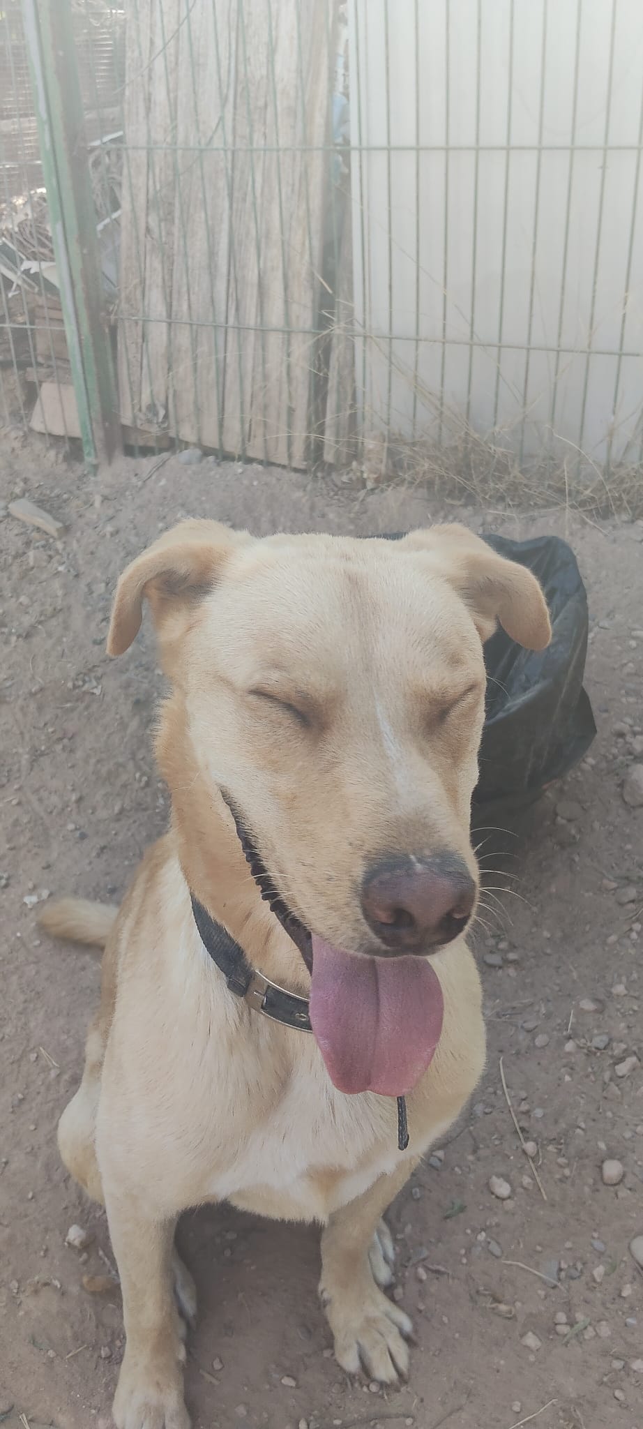 Foto de ROCKI 9-25