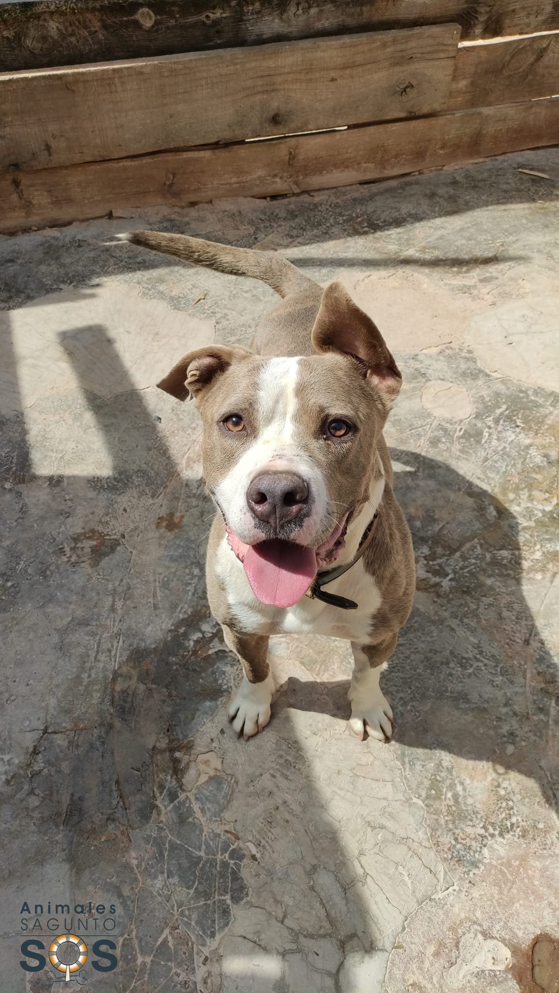 Foto de BALTO