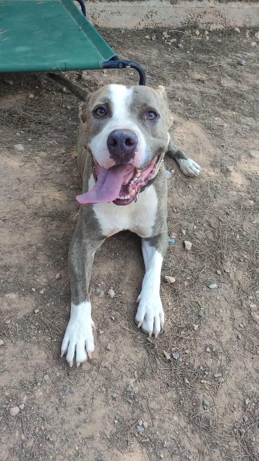 Foto de BALTO