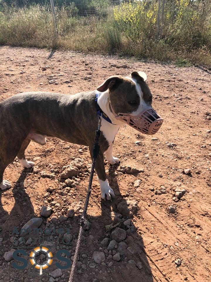 Foto de BALTO