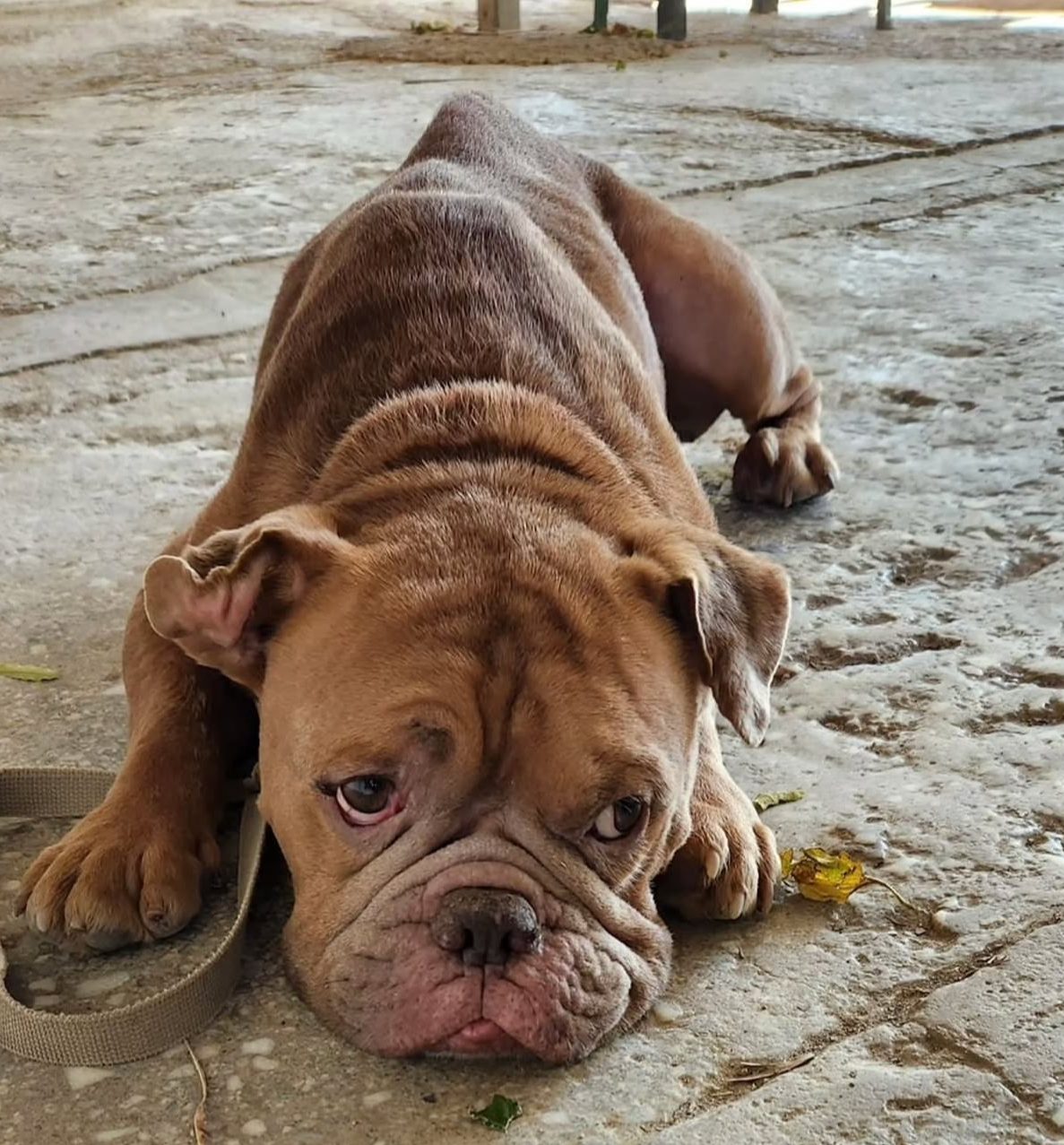 Buddy