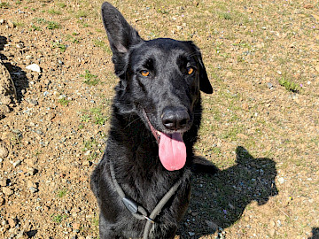 Foto von Bandit
