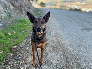 Foto von Romeo